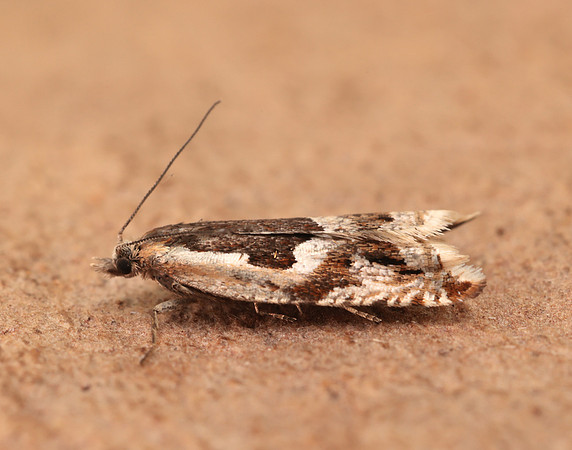 49.211 BF1128 Ancylis myrtillana