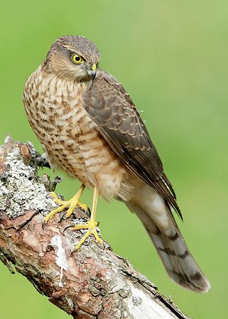 Sparrowhawk Accipiter nisus