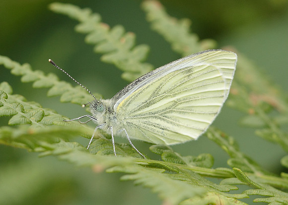 Green-veined White Pieris napi