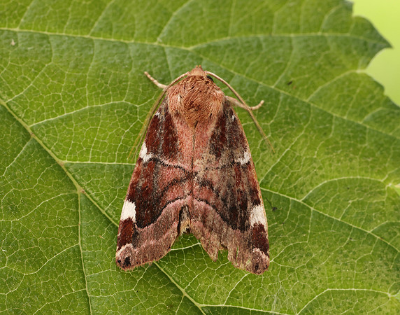 73.214 BF2317 White-spotted Pinion Cosmia diffinis
