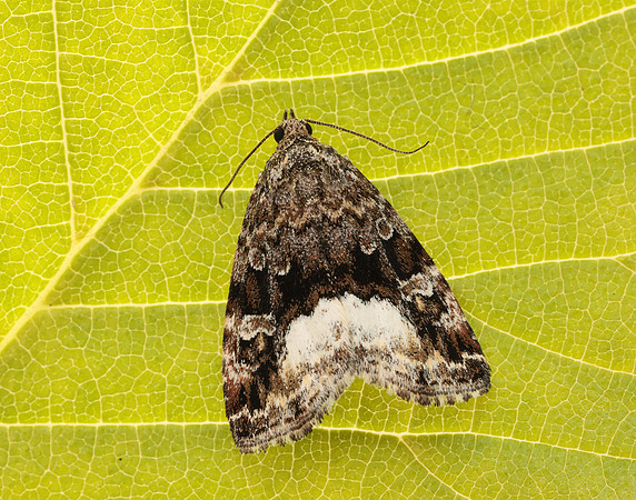 73.024 BF2410 Marbled White Spot Deltote pygarga