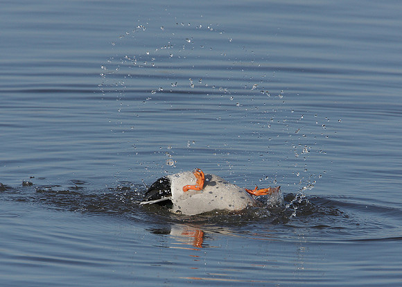 Mallard Anas platyrhynchos