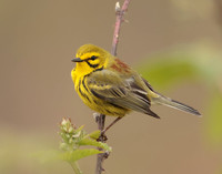 Prairie Warbler Setophaga discolor
