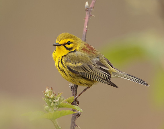 Prairie Warbler Setophaga discolor