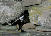 Storm Petrel Hydrobates pelagicus