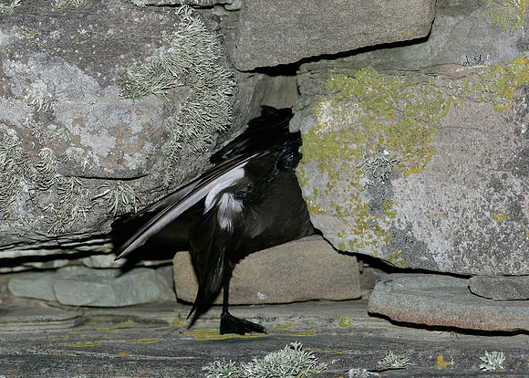 Storm Petrel Hydrobates pelagicus