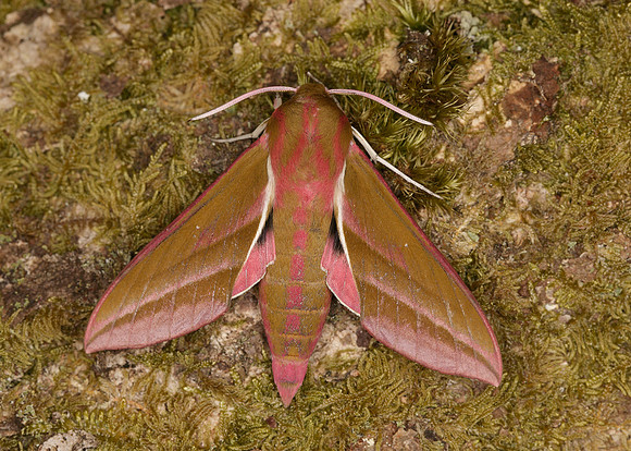 69.016 BF1991 Elephant Hawk-moth Deilephila elpenor