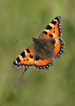 Small Tortoiseshell Aglais urticae