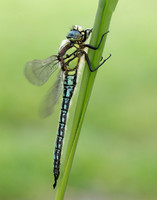 Hairy Dragonfly Brachytron pratense