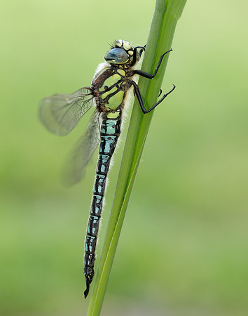 Hairy Dragonfly Brachytron pratense