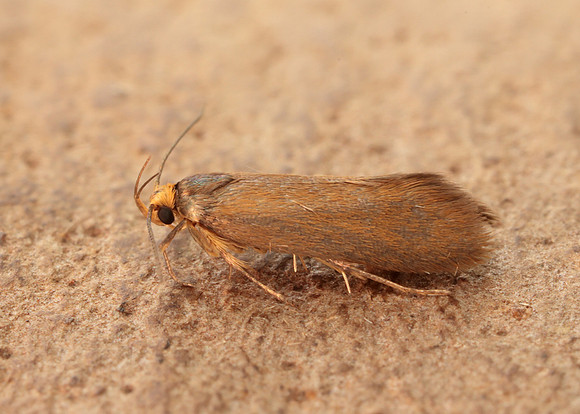 28.014 BF642 Crassa unitella