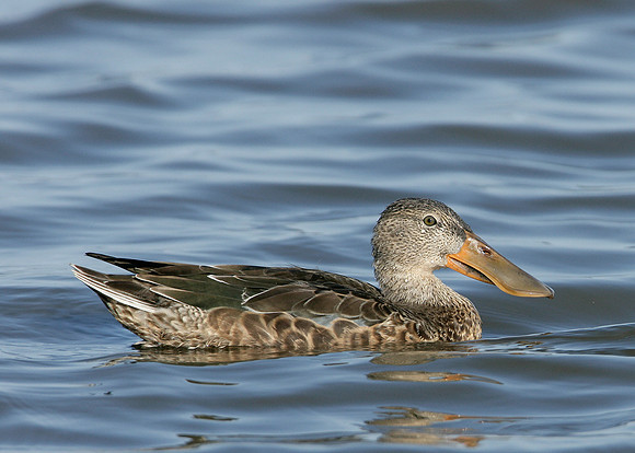 Shoveler Anas clypeata