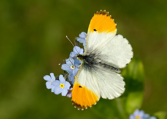Orange-tip Anthocharis cardamines