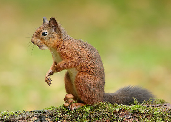 Red Squirrel Sciurus vulgaris