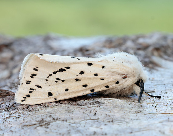 72.020 BF2060 White Ermine Spilosoma lubricipeda