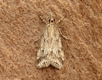 63.075 BF1336 Eudonia pallida