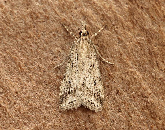 63.075 BF1336 Eudonia pallida