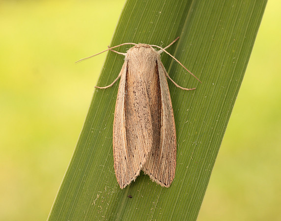 73.305 BF2209 Flame Wainscot Senta flammea