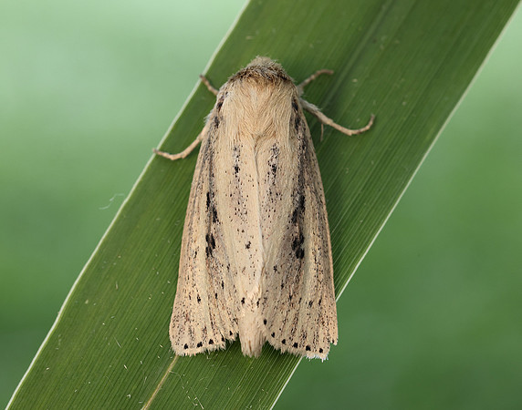 73.151 BF2373 Webb's Wainscot Globia sparganii