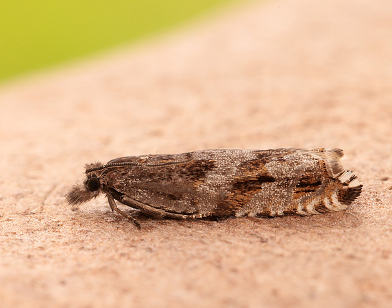 49.201 BF1117 Ancylis unguicella
