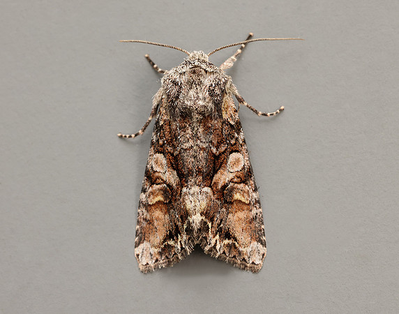 73.265 BF2156 Beautiful Brocade Lacanobia contigua