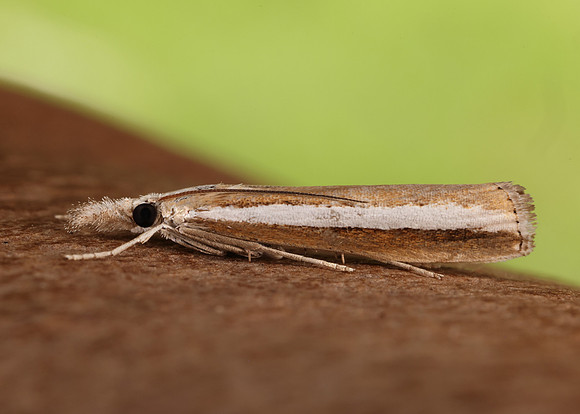 63.091 BF1307 Agriphila latistria