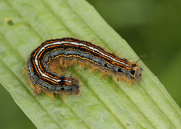 66.003 BF1634 Lackey Malacosoma neustria