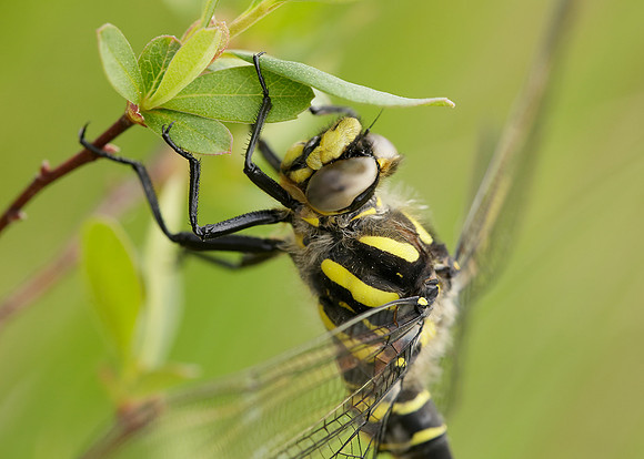 Golden-ringed Dragonfly Cordulegaster boltonii