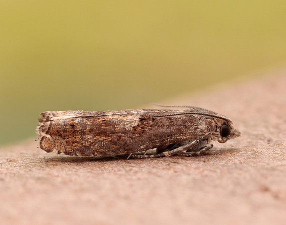 49.245 BF1137 Epinotia tetraquetrana