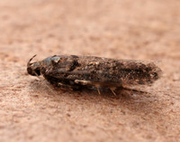 35.146 BF776 Teleiopsis diffinis
