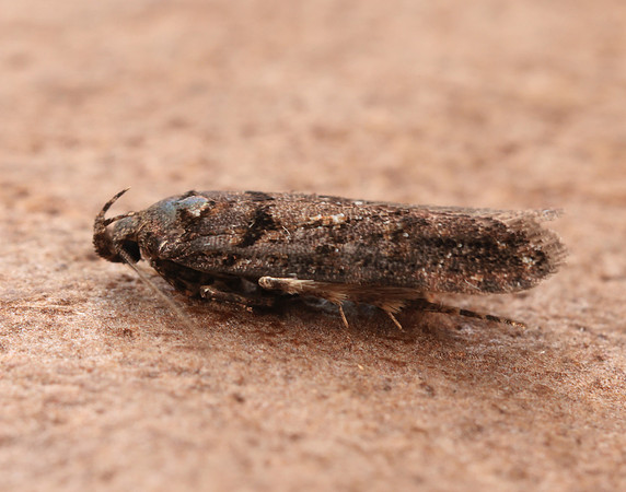 35.146 BF776 Teleiopsis diffinis