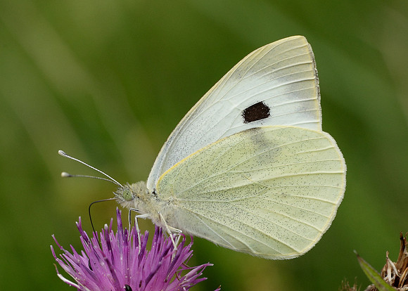 Large White Pieris brassicae