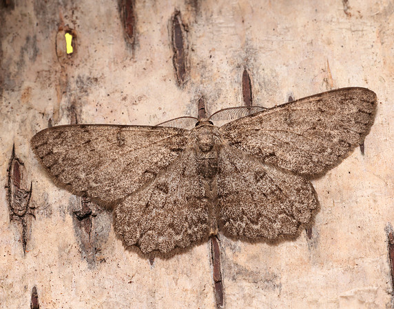 70.268 BF1944 Pale Oak Beauty Hypomecis punctinalis