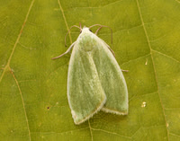 74.011 BF2418 Cream-bordered Green Pea Earias clorana