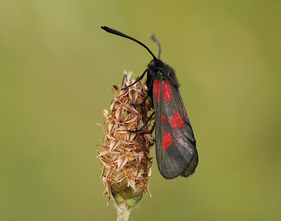 54.007 BF168 New Forest Burnet Zygaena viciae