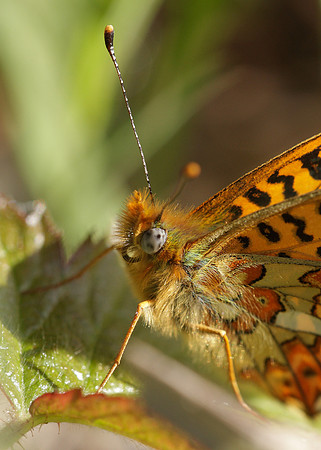 Pearl-Bordered Fritillary Boloria euphrosyne