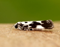 33.002 BF719 Ethmia quadrillella