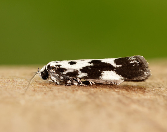33.002 BF719 Ethmia quadrillella