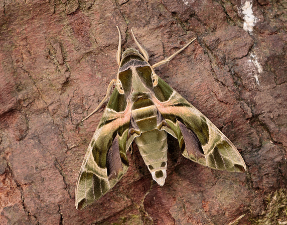 69.011 BF1985 Oleander Hawk-moth Daphnis nerii