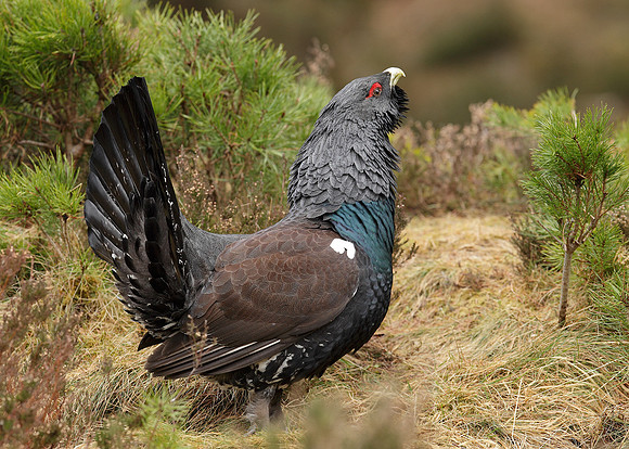 Capercaillie Tetrao urogallus