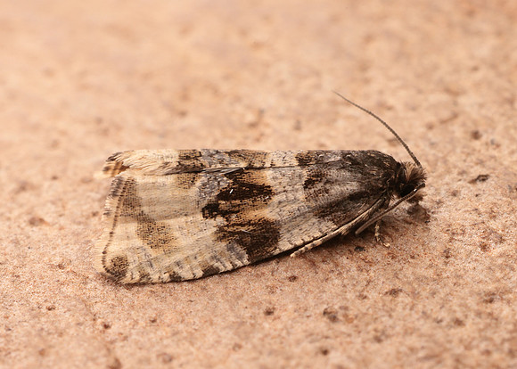 49.154 BF1087 Orthotaenia undulana
