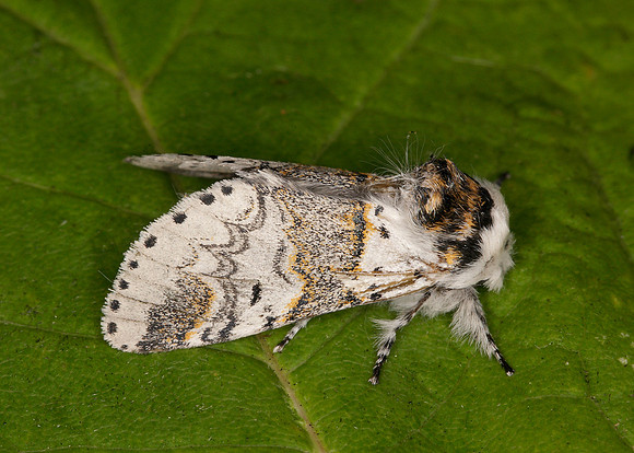 71.005 BF1997 Sallow Kitten Furcula furcula