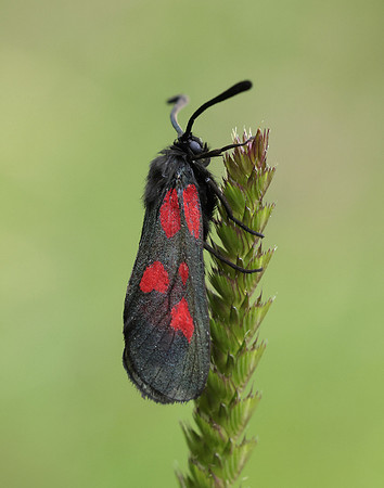 54.007 BF168 New Forest Burnet Zygaena viciae