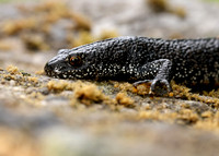 Great Crested Newt Triturus cristatus;