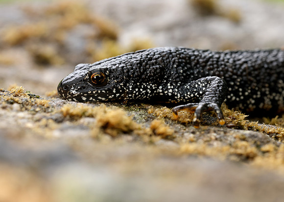 Great Crested Newt Triturus cristatus;