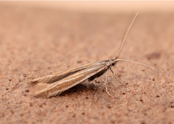 37.055 BF541 Coleophora pyrrhulipennella