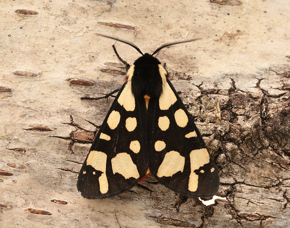 72.027 BF2058 Cream-spot Tiger Arctia villica