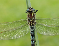 Hairy Dragonfly Brachytron pratense