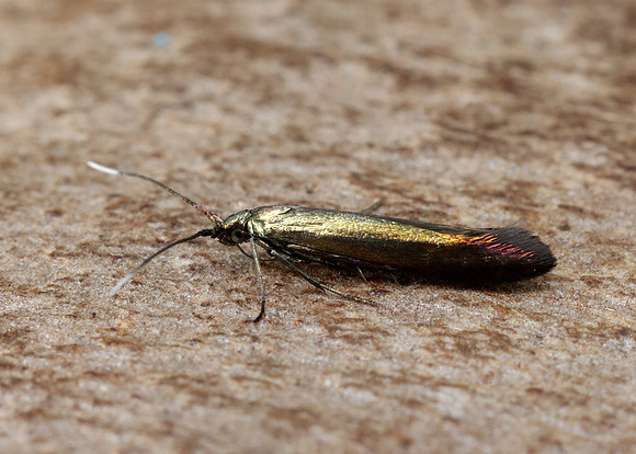 37.033 BF516 Large Clover Case-bearer Coleophora trifolii