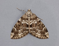 70.079 BF1769 Spruce Carpet Thera britannica